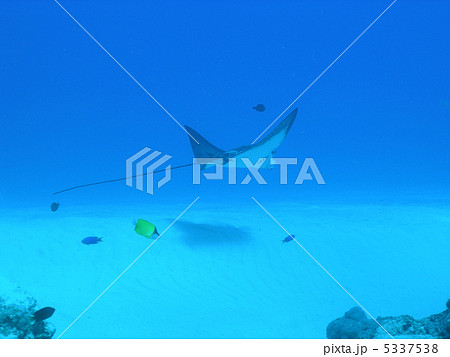 マダラトビエイ 5337538