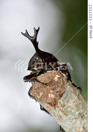 カブトムシ 5337557