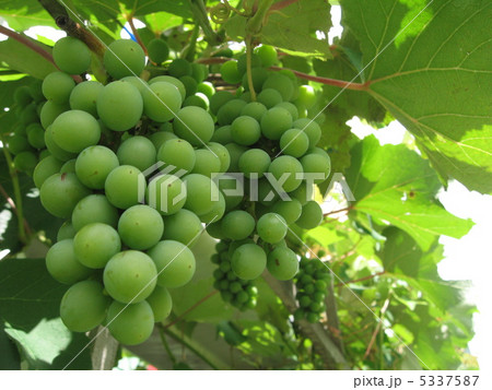 緑のブドウ(横) 緑のブドウ(横) 5337587