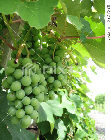 緑のブドウ(縦) 緑のブドウ(縦) 5337588