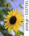 ヒマワリ-1 5337591