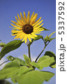 ヒマワリ-1 5337592