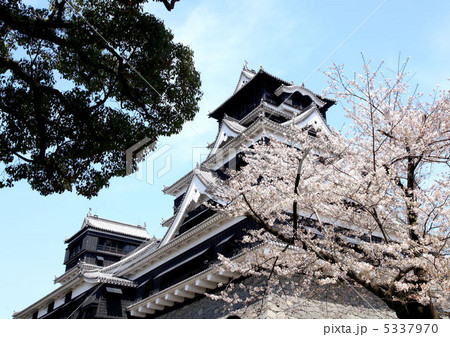 熊本城桜 5337970
