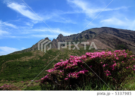 みやまきりしま みやまきりしま 5337985