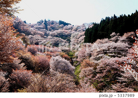 吉野桜 5337989