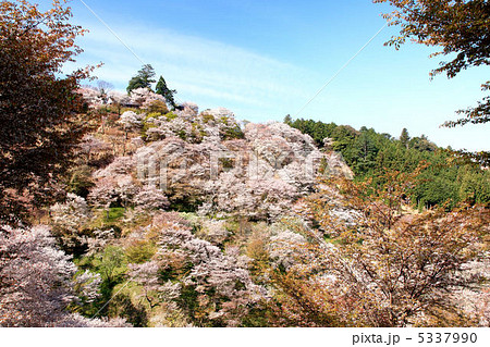 吉野桜 5337990