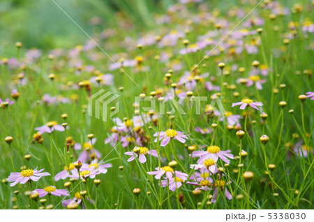 コスモス畑 5338030