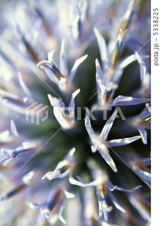 瑠璃玉あざみ 5338225