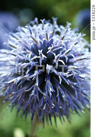 瑠璃玉あざみ 5338226