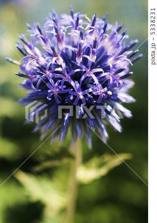 瑠璃玉あざみ 瑠璃玉あざみ 5338231