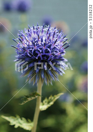 瑠璃玉あざみ 5338232