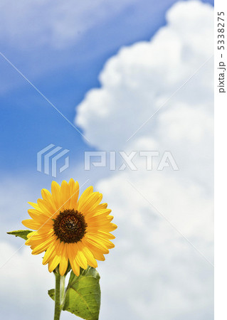 夏のひまわり 夏のひまわり 5338275