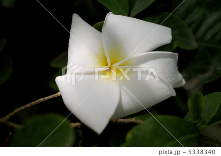 アメリカバンマツリ 5338340