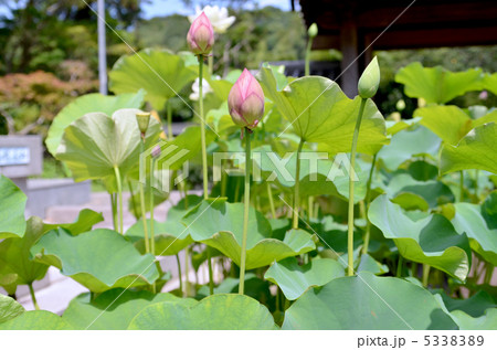 ハスの蕾 ハスの蕾 5338389