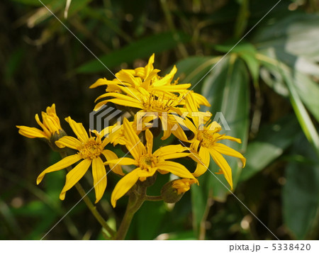 マルバダケブキ 5338420