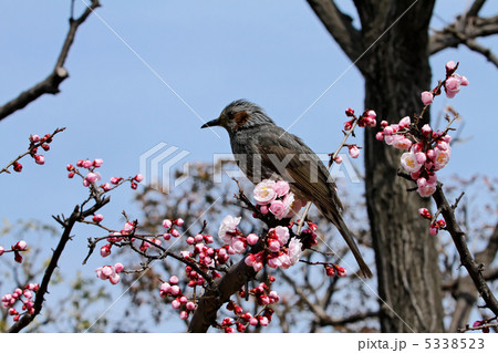 小菅東スポーツ公園のヒヨドリと咲き始めの淡いピンク色の梅の花 小菅東スポーツ公園のヒヨドリと咲き始めの淡いピンク色の梅の花 5338523