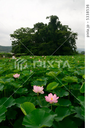 田中神社　大賀ハス 5338536
