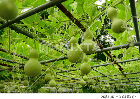田中神社　ひょうたん 5338537