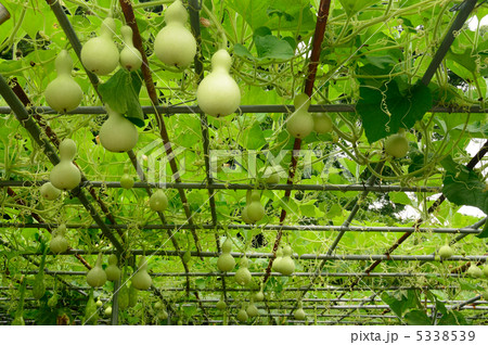 田中神社　瓢箪 5338539