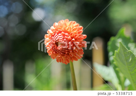 ポンポンダリア 5338715