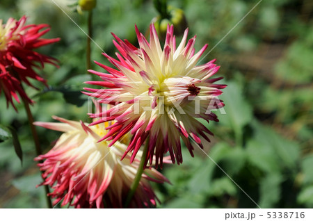 ダリア 5338716