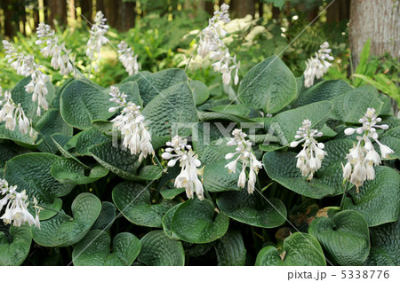 白花青葉ギボウシ 5338776