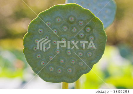 果托 果托 5339293