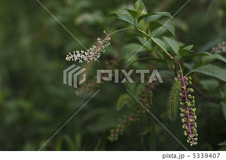 ヨウシュヤマゴボウ 5339407