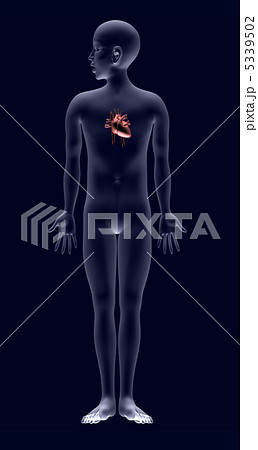 人体解剖図 心臓 のイラスト素材
