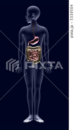 人体解剖図 胃 小腸 大腸 のイラスト素材