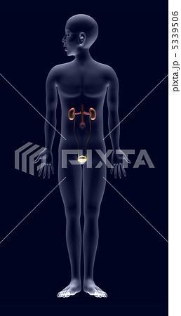 人体解剖図 腎臓 膀胱 のイラスト素材