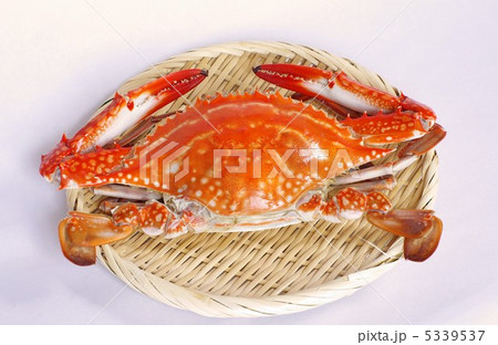 茹でワタリガニ 5339537