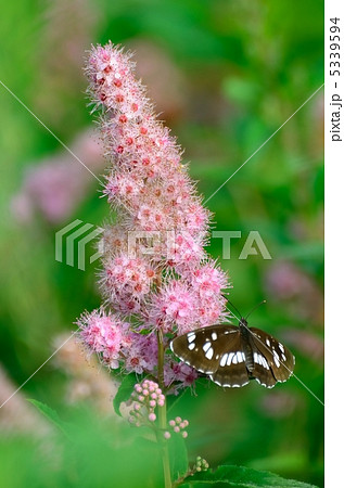 ホザキシモツケとフタスジチョウ　 5339594