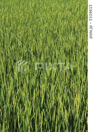 出穂 出穂 5339615