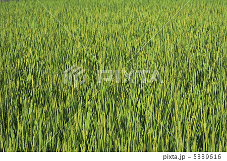 出穂 5339616