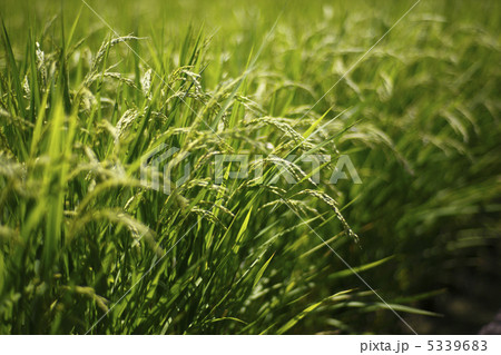 出穂 出穂 5339683