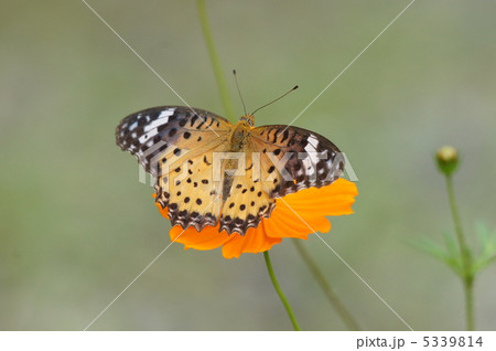 ツマグロヒョウモン 5339814