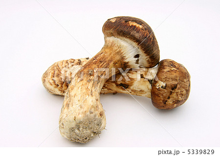 松茸 5339829