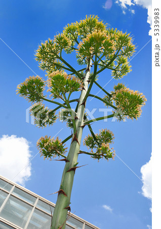 アオノリュウゼツラン アオノリュウゼツラン 5339983