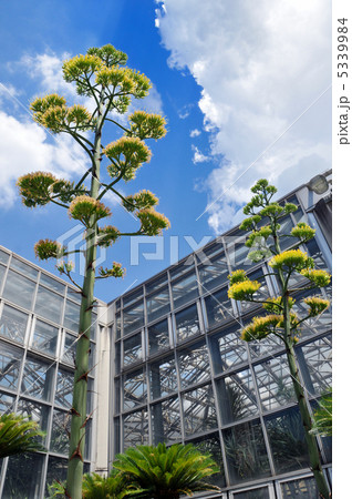 アオノリュウゼツラン 5339984