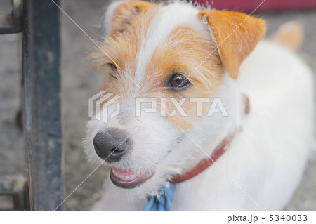 a DOG a DOG 5340033