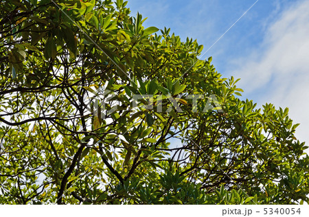 樹木・タブノキ クスノキ科 樹木・タブノキ クスノキ科 5340054