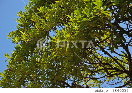 樹木・タブノキ　クスノキ科 5340055