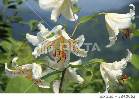 山の上に咲くヤマユリ 山の上に咲くヤマユリ 5340062