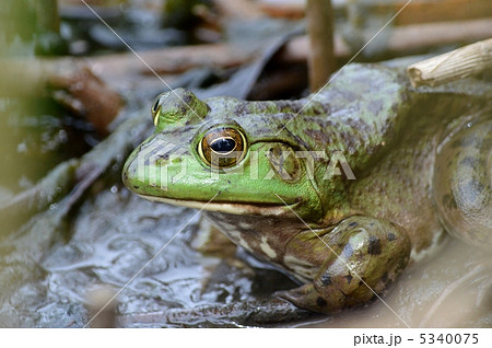 ウシガエル ウシガエル 5340075