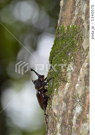 カブトムシ 5340076