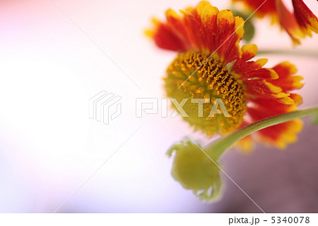 花（ヘレニウム） 5340078