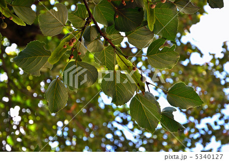 樹木・ボダイジュ　シナノキ科 5340127