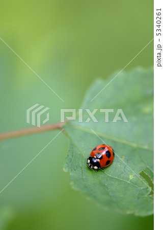 葉っぱの上のテントウムシ 5340261
