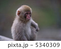 地獄谷野猿公苑　小猿 5340309